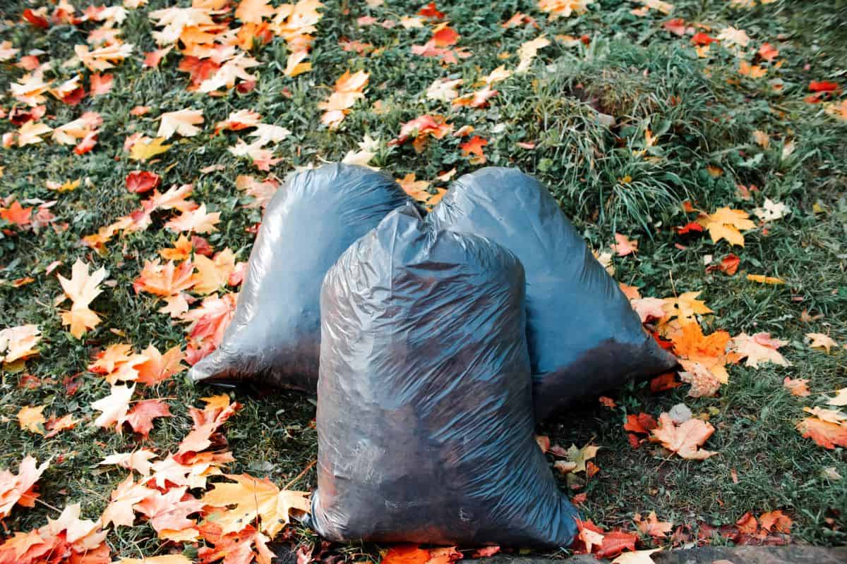 garbage-bags-on-the-autumn-lawn-cleaning-billings-mt-cropped-1200