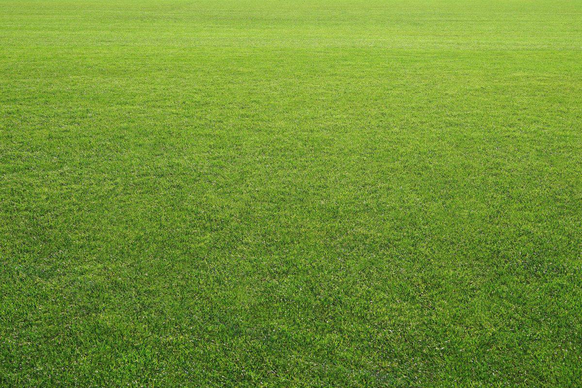 green-lawn-backdrop-billings-mt-cropped-1200