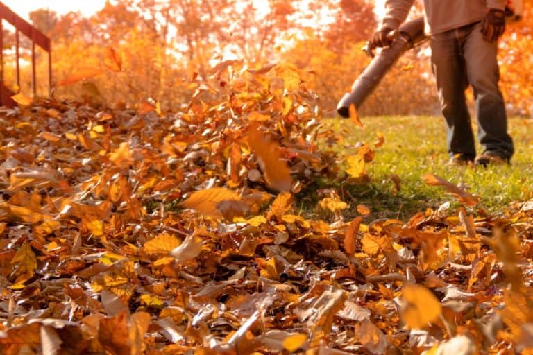 leaf-blowing-up-close-billings-mt-cropped-1200