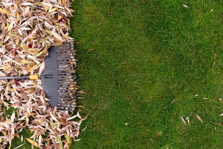 leaves-rake-billings-mt-cropped-1200