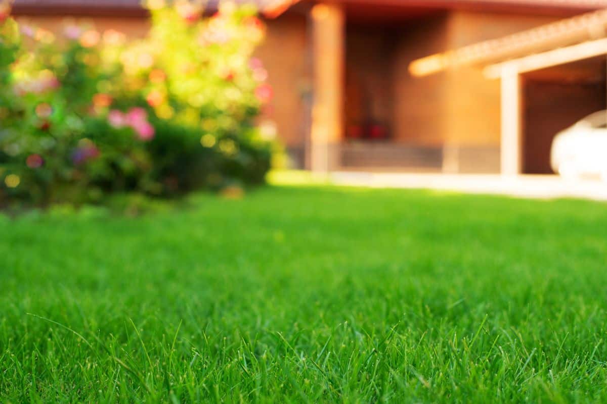Freshly mowed grass
