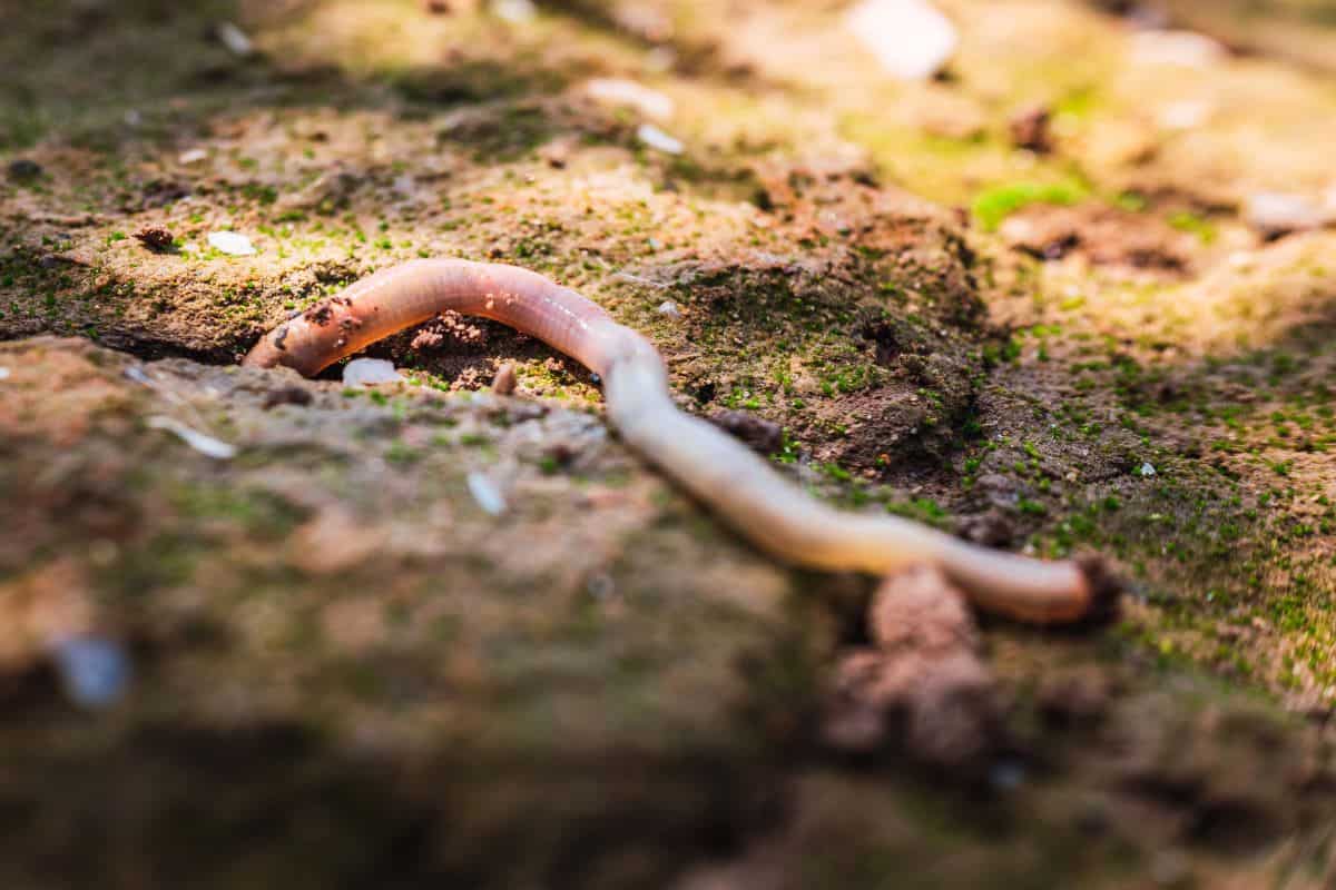 natural-aerating-worm-ground-billings-mt-cropped-1200