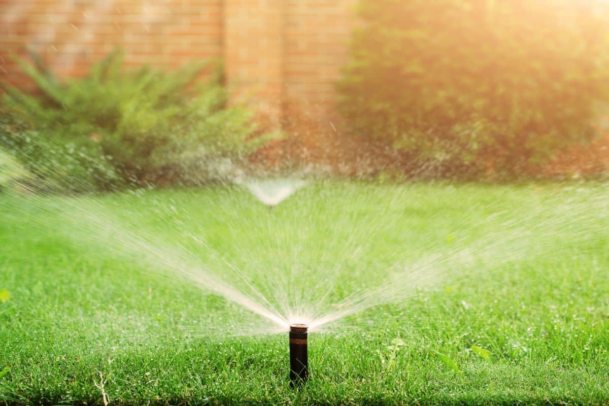 green-grass-watered-billings-mt-cropped-1200