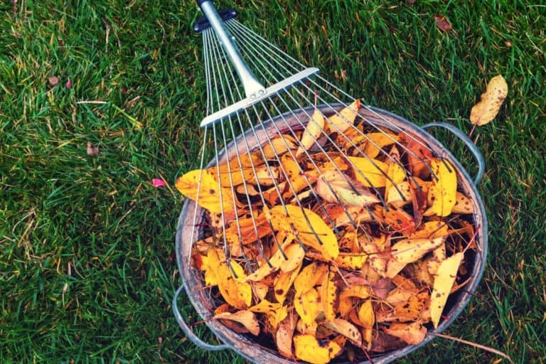leaves-in-refuse-bin-billings-mt-cropped-1200