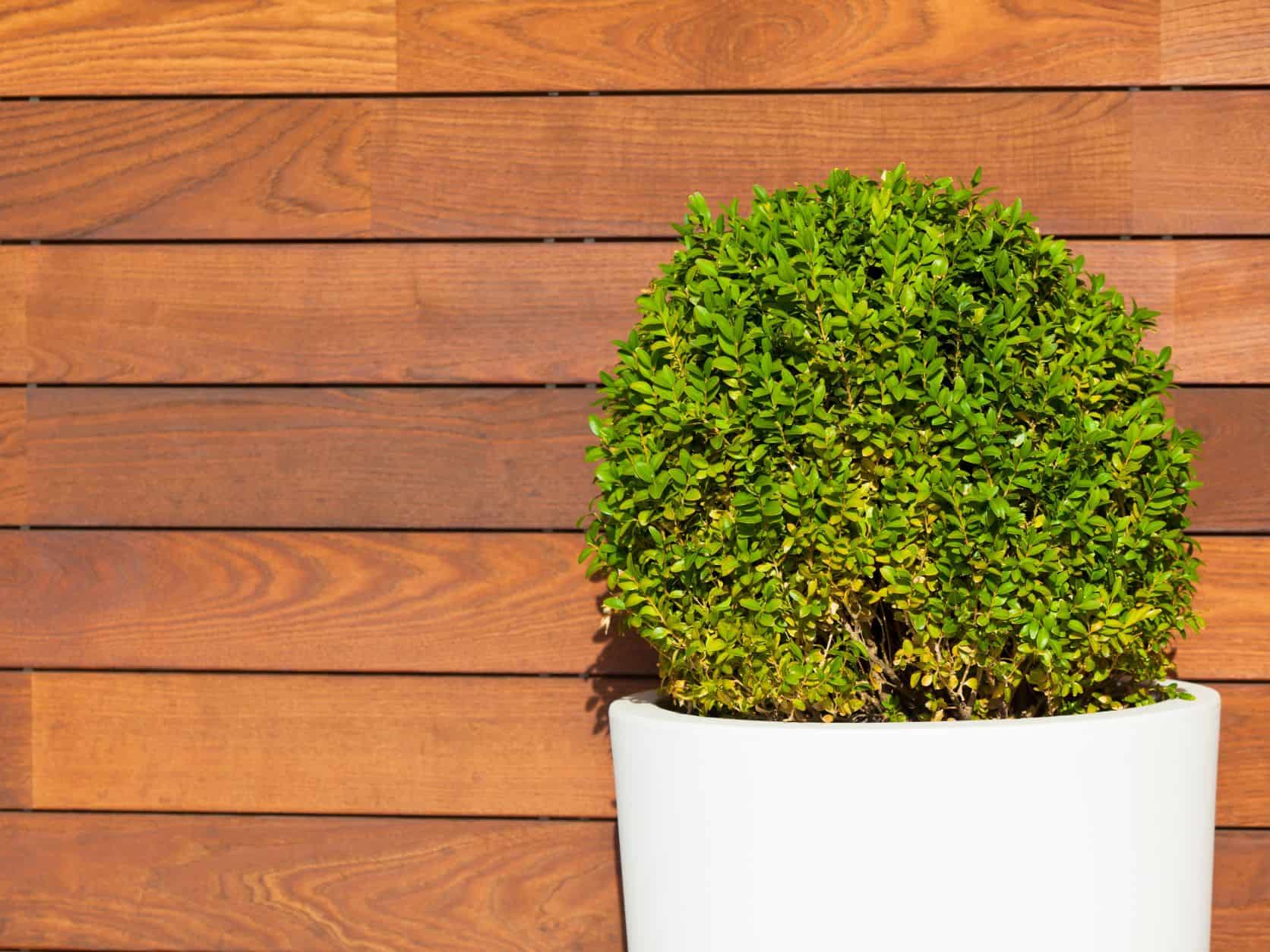 round-bush-in-front-of-wooden-wall-billings-mt-cropped-resized