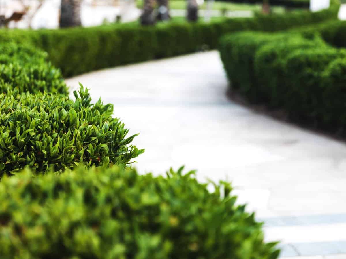 trimmed-shrubs-clean-sidewalk-billings-mt-cropped-resized