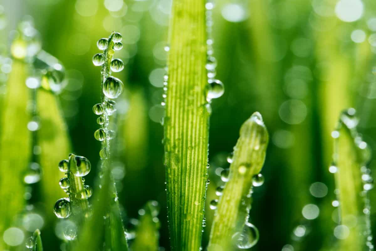 wet-grass-billings-mt-cropped-1200